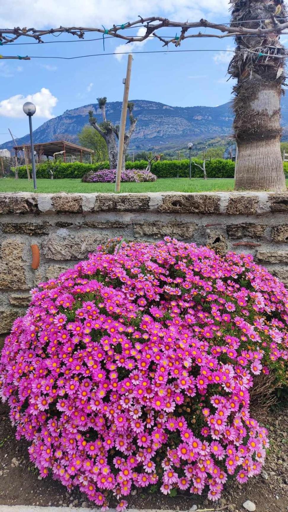 Le Colline Di Paestum Acomodação com café da manhã Capaccio Exterior foto